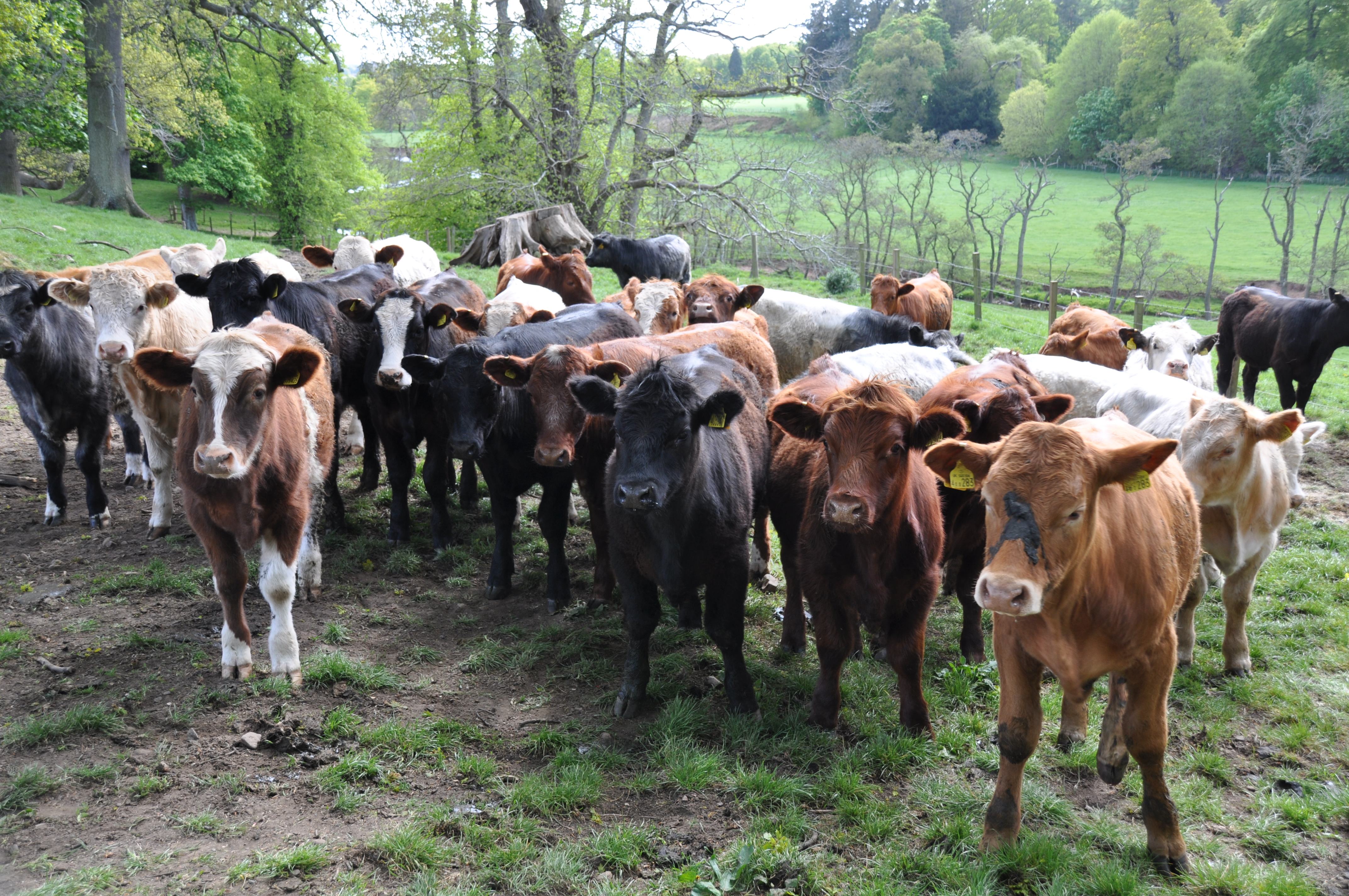 Herd Of Young Cattle