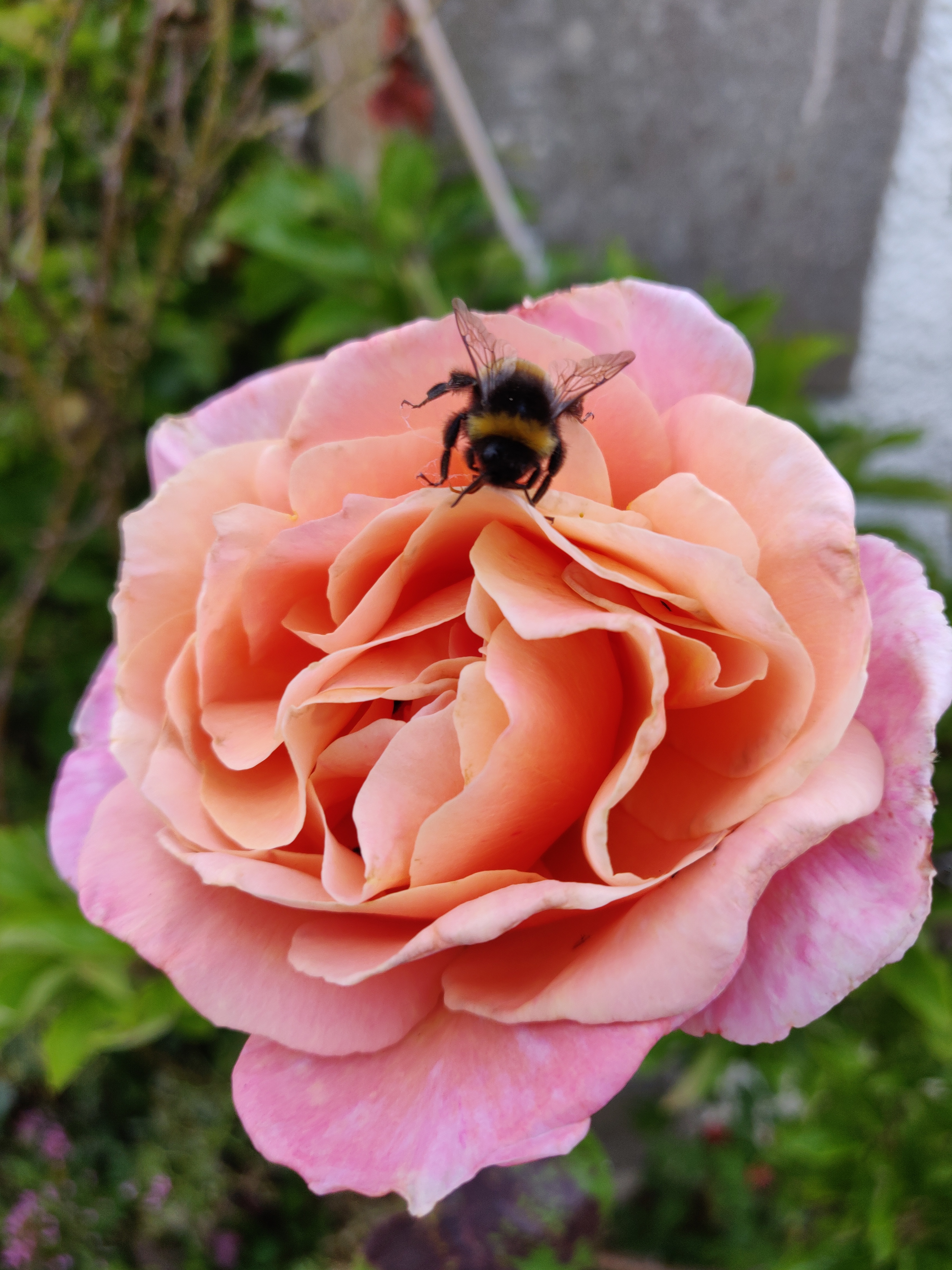 Bee On A Rose