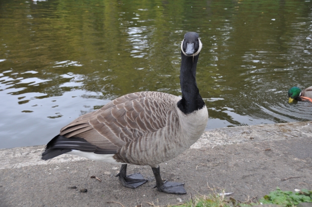 Goose Posing For Camera