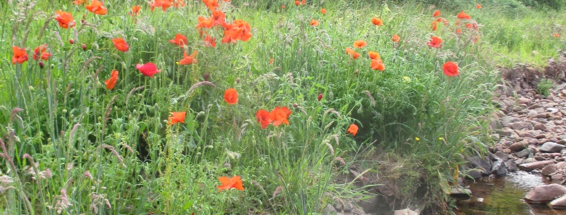 Poppies growing beside a stream